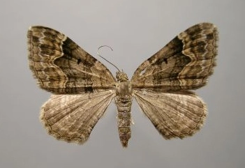grote vierbandspanner, Xanthorhoe quadrifasiata, Han KS, coll. Naturalis, Leiden, 17872.jpg